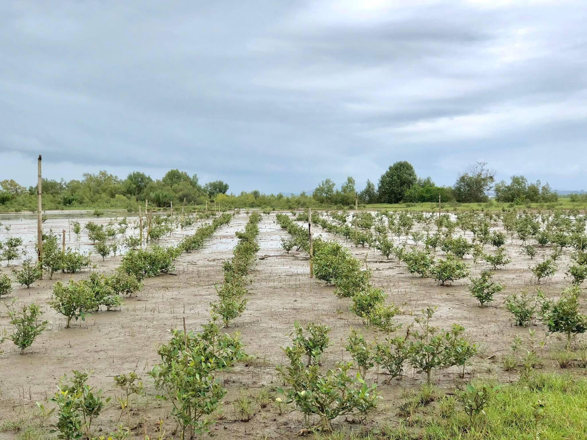 လက်နက်ကိုင်ပဋိပက္ခဒဏ်ကြောင့် ထိန်းသိမ်းသူကင်းမဲ့နေတဲ့ ဒီရေတောတွေ