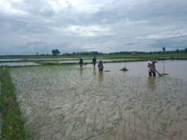 မွန်တွင် မိုးစပါးအထွက်နှုန်းလျော့နိုင်ဟု တောင်သူများခန့်မှန်း