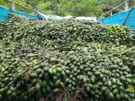 ရေးကွမ်းသီးနုဈေးကွက်အတွင်း ဝယ်လိုအားထက် ရောင်းလိုအားပိုများနေ